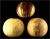 Melanose on fruit