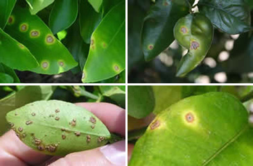 canker_leaf_symptoms